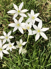 Ornithogalum umbellatum