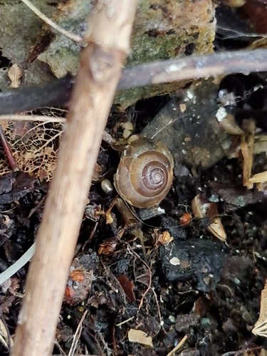 Hygromia cinctella