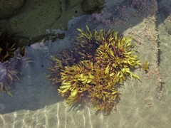 Gracilariaceae