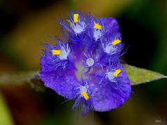 Cyanotis speciosa