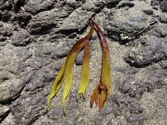 Gracilariaceae