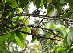 Eurylaimus ochromalus