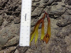 Gracilariaceae