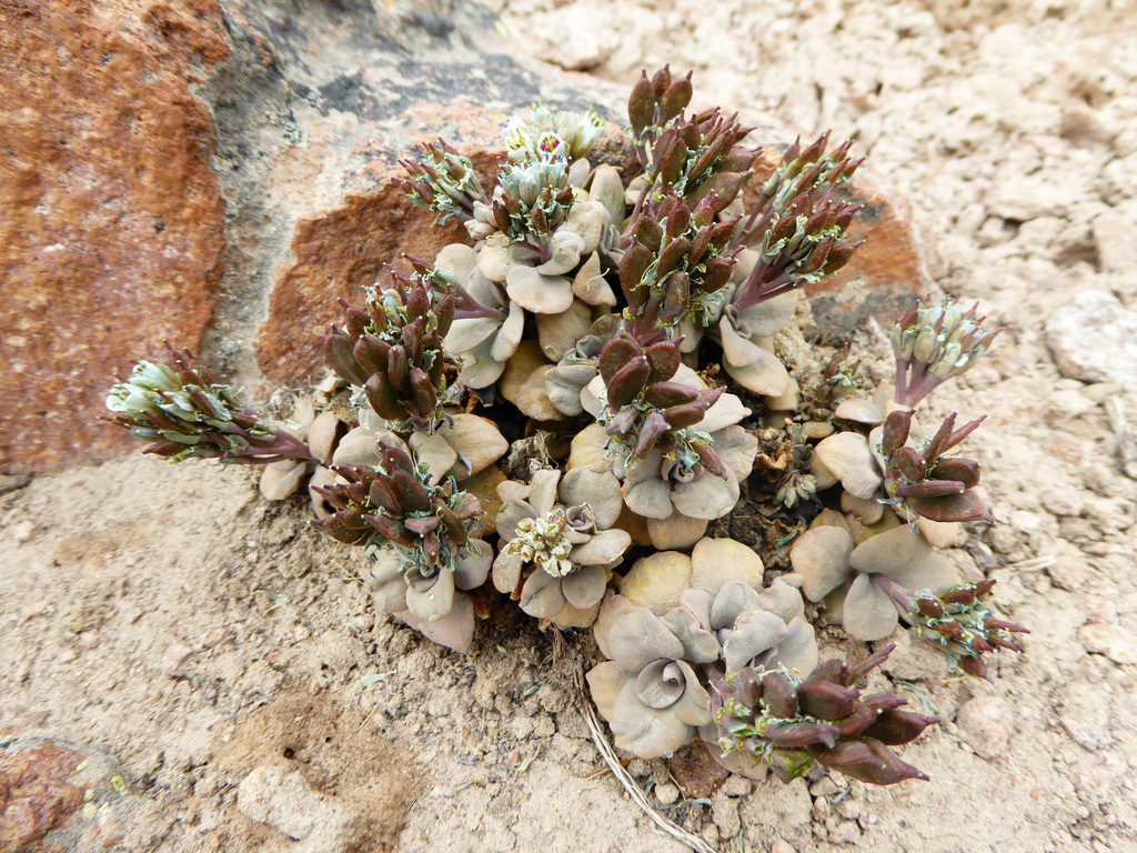 Aschersoniodoxa cachensis