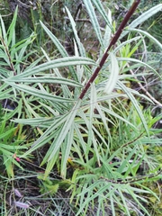 Verbesina calzadae