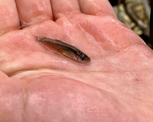 Bahama gambusia (Gambusia manni) — Poeciliidae — 2