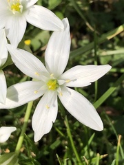 Ornithogalum umbellatum