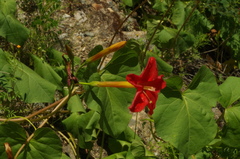 Ipomoea nationis