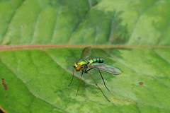 Chrysosoma globiferum