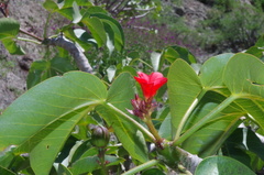 Jatropha macrantha