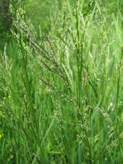 Glyceria notata