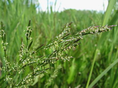 Glyceria notata