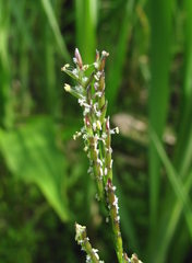 Glyceria notata