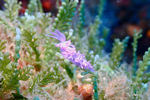 Flabellina affinis