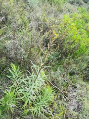 Verbesina calzadae