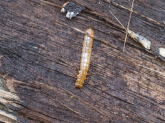 Cucujus cinnaberinus