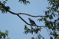 Ducula aenea pusilla