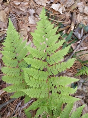 Athyrium asplenioides
