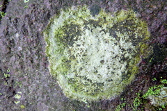 Arctoparmelia