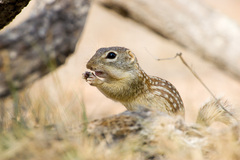 Ictidomys parvidens