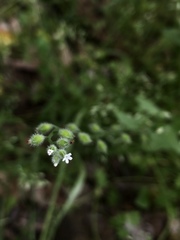 Myosotis macrosperma