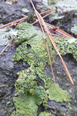 Lasallia