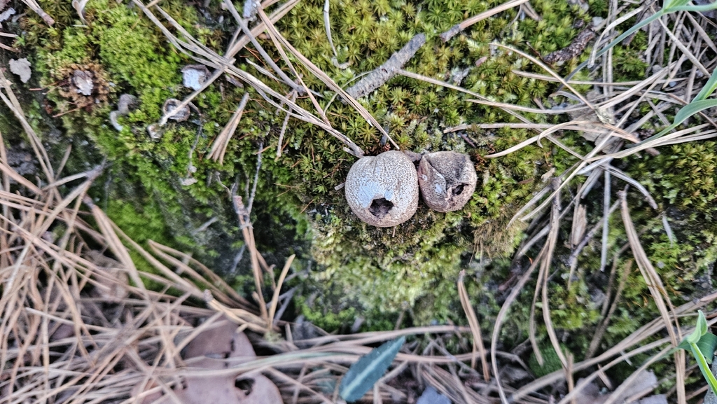 Apioperdon pyriforme · April 2026 · photo: © rust_bucket (iNaturalist, cc-by)