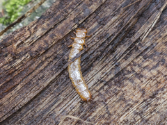 Cucujus cinnaberinus