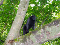 Macaca nigra