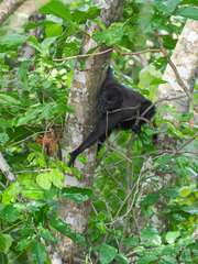 Macaca nigra