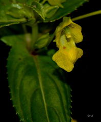 Impatiens dalzellii