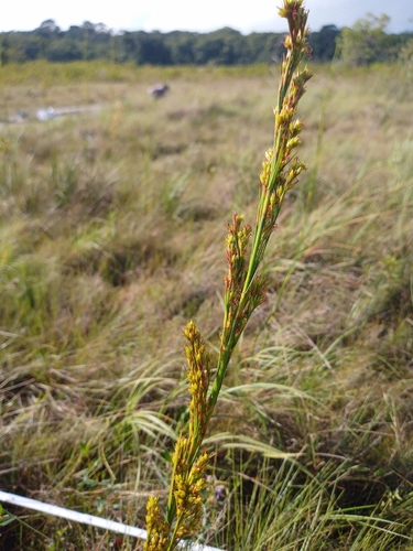 Lagenocarpus sabanensis, 2026-04-28