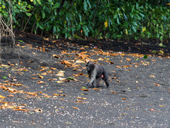 Macaca nigra