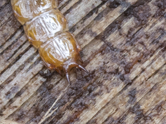 Cucujus cinnaberinus