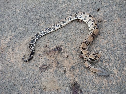 Central American Boa