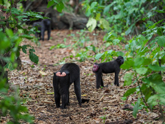 Macaca nigra