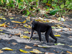 Macaca nigra