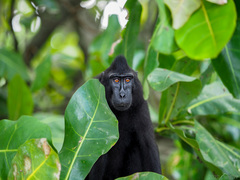 Macaca nigra