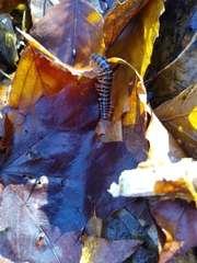 Semionellus placidus