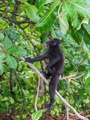 Macaca nigra