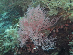 Melithaea