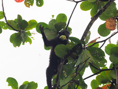 Macaca nigra