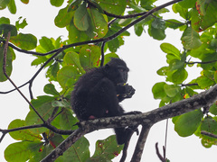 Macaca nigra