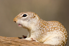 Ictidomys parvidens