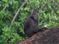 Macaca nigra