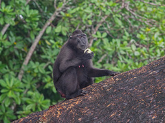 Macaca nigra