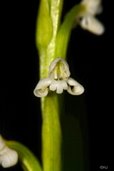 Habenaria brachyphylla