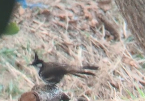 Red-whiskered Bulbul