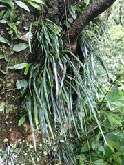 Haplopteris anguste-elongata