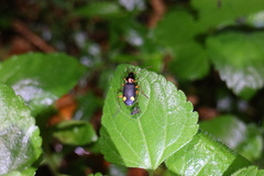 Chlaenius bioculatus